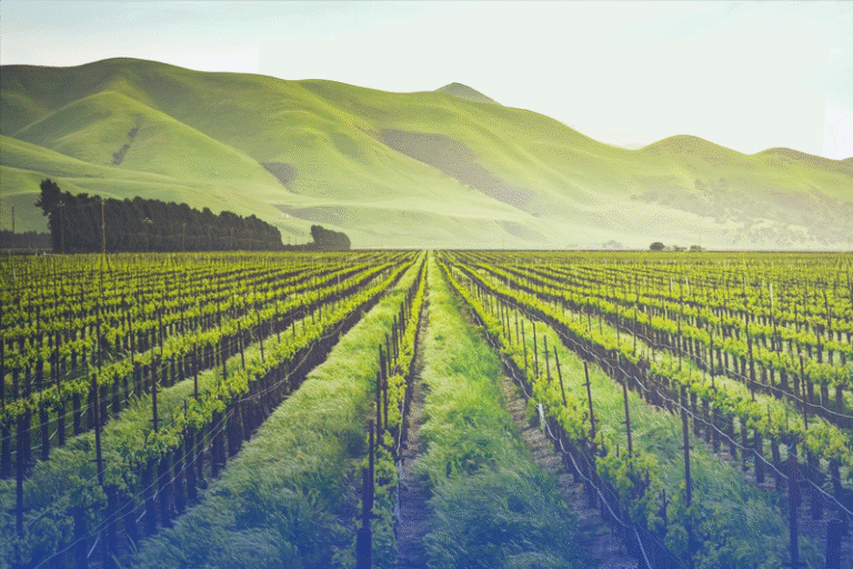 Unveiled: The Metagenomic Marvels Transforming Agriculture