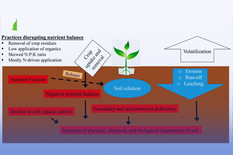 BIOLOGICAL NUTRIENT AVAILABILITY