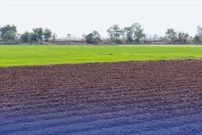 SOIL RESTORATION IN AGRICULTURE